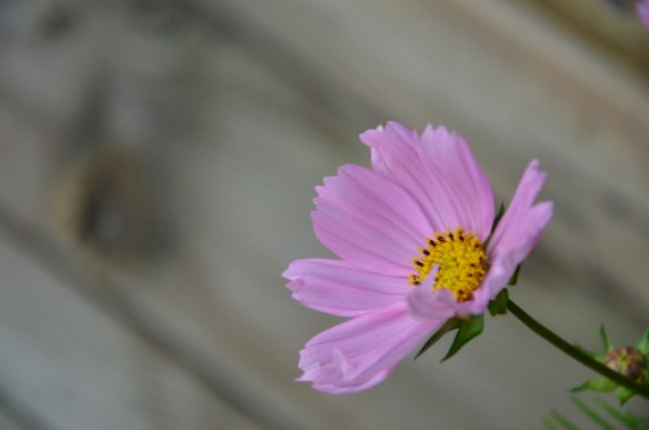 inspiration, fotobok, Nikon, D5100, blurb, Önskefoto