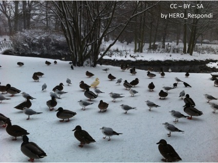 Fåglarna i Slottsparken