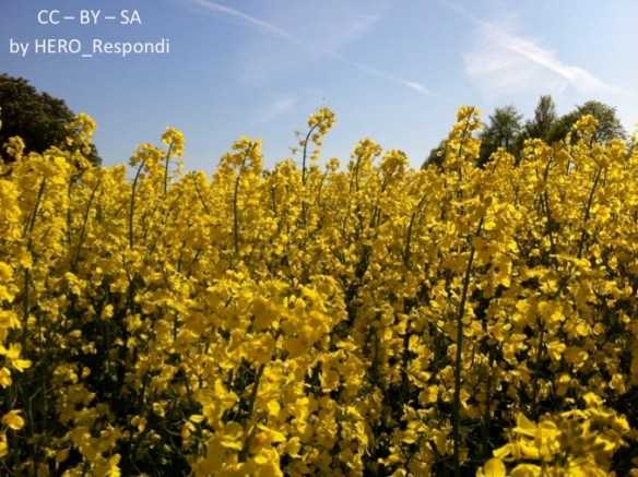 Rapsfältet saknar variation