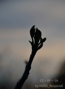 Valnöt i kvällsljus