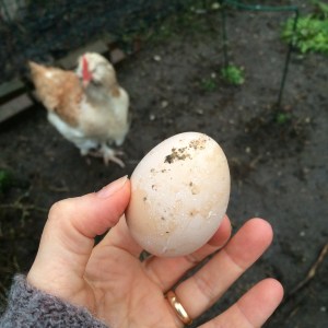 Egg number one - and possibly the egg layer herself.