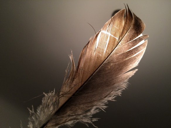 feather