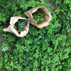 nettles and ground-elder