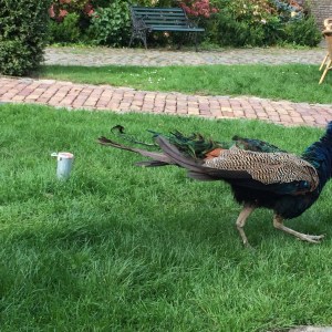 Sorry, too busy living, no time to pose for you.