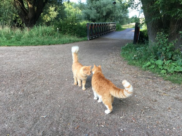 Lucas och Pop säger hej
