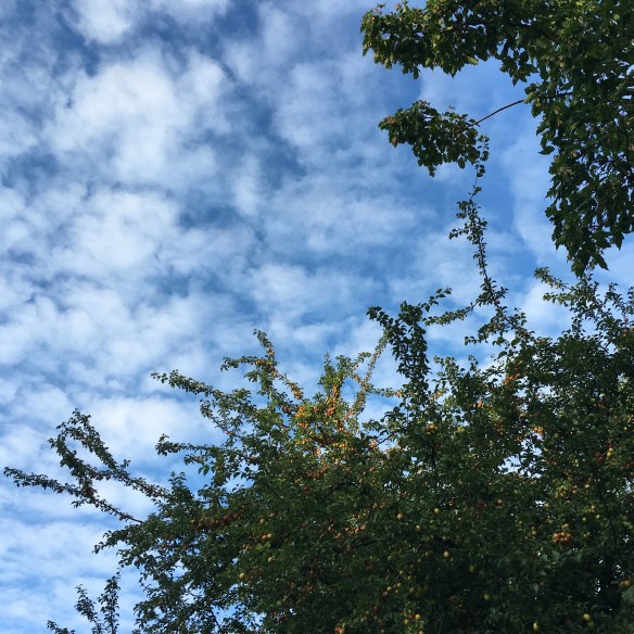 Träden är fyllda av naturens guld just nu.