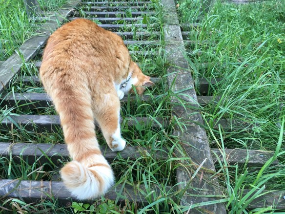 Pop på huppegupptäcksfärd