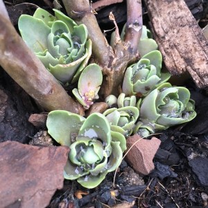 Kärlek på tillväxt